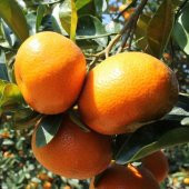 Tüplü Çekirdeksiz Sulu Gold Nugget Mandalin Fidanı - 1