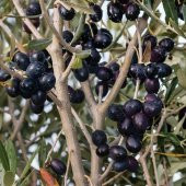 Gemlik Etli Salamuralık Trilye Zeytin Fidanı - 1