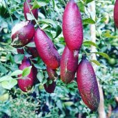 Tüplü Havyar Limon Kırmızı Red Champagne Finger Lime Fidanı - 1