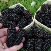 Tüplü İri Meyveli Cebeci Böğürtlen Fidanı - 1