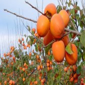 Tüplü Sugar Çikolatalı Hachiya Trabzon Hurması Fidanı - 1