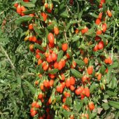 Tüplü Goji Berry Kırmızı Kurt Üzümü Fidanı - 1
