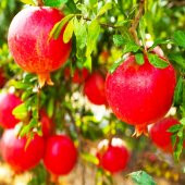 Tüplü Devedişi Nar Fidanı - 1