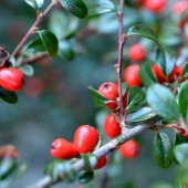 Tüplü Kırmızı Meyveli Katya Rus Yaban Mersini Aronya Fİdanı - 1