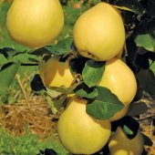 Tüplü Yellow Midilli Ege 25 Ayva Fidanı - 1