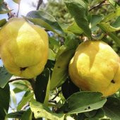 Tüplü Reçellik Eşme Ayva Fidanı - 1