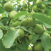 Tüplü Fernette Ceviz fidanı thumbnail 2