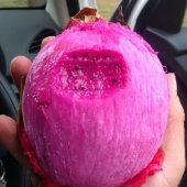 Tüplü Red Renkli Pitaya Ejder Meyvesi Fidanı - 1