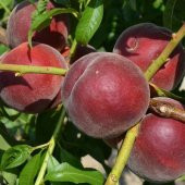 Tüplü Dark Kırmızı Royal Gem Şeftali Fidanı - 1