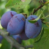 Tüplü Yarı Bodur Kurutmalık Stanley Erik Fidanı - 1