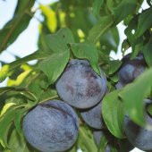 Tüplü Yarı Bodur Siyah Freze Siyah Erik Fidanı - 1