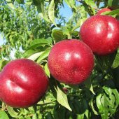 Tüplü Yarı Bodur Bol Verimli Venus Nektarin Fidanı - 1