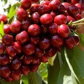 Tüplü Yarı Bodur Lapins Kiraz Fidanı - 1