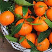 Tüplü Yarı Bodur Erkenci Early Em Mandalin Fidanı - 1