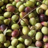 Tüplü İspanyol Bodur İri Arbequina Zeytin Fidanı(5-6 Yaş) - 1