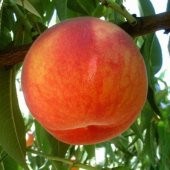Tüplü Tam Bodur İnnovative Tree Dixired Şeftali Fidanı - 1
