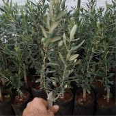 Tüplü İspanyol Erkenci Bodur Arbequina Zeytin Fidanı 2 Yaşlı - 1