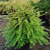 Tüplü Bodur Lonicera Pileata Hanım Eli Fidanı - 1