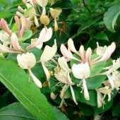 Tüplü Yoğun Kokulu Kış Hanım Eli Fidanı - 1