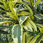 Tüplü Özel Nerium Oleander Çift Renkli Alacalı Zakkum Fidanı - 1