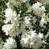 Tüplü Beyaz Çiçekli Zakkum Fidanı - 1