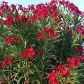 Tüplü Katmerli Kırmızı Çiçekli Zakkum Fidanı - 1