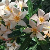 Tüplü Krem Renkli Zakkum Fidanı Koleksiyonluk(10-30 cm) - 1