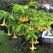 Tüplü Kokulu Sarı Meleklerin Borazanı Çiçeği Fidanı - 1