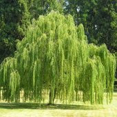 Tüplü Salkım Söğüt Ağacı Fidanı - 1