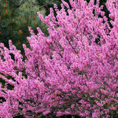 Tüplü Erguvan Pink Fidanı (30-60 cm) - 1