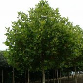 Tüplü Çınar Ağacı Fidanı - 1