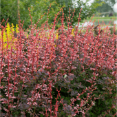 Tüplü Kırmızı Berberis Thunbergii Kadın Tuzluğu Fidanı - 1