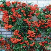 Tüplü Bodur Ateşdikeni Fidanı Bonsai İçin Uygun Bitki - 1