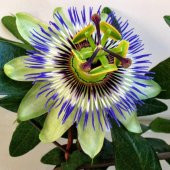 Tüplü Mavi Çiçek Açan Çarkıfelek Çiçeği Fidanı - 1