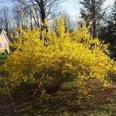 Tüplü Altın Çanı Fidanı - 1