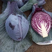 Yörem Kırmızı Lahana Fidesi (5 Adet) - 2