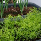 Aromatik Dereotu Fidesi (5 Adet) - 1