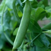 Doğal Yaprak Bezelye Fidesi (5 adet) - 1