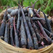 Doğal Siyah Havuç Fidesi (5 adet) - 1