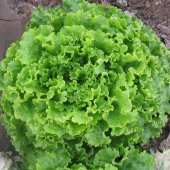 Arapsaçı Marul Fidesi 5 adet - 1