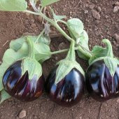 Topan Patlıcan Fidesi (5 adet) - 1