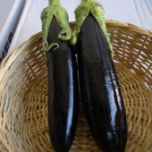 Aydın Siyahı Patlıcan Fidesi(5 adet) - 1
