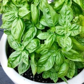 Geleneksel Anadolu Fesleğeni Fidesi ( 5 Fide) - 1