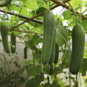 Panama Sırık Hıyar Fidesi (5 adet) - 1