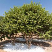 Tüplü Damla Sakız Ağacı Fidanı - 1