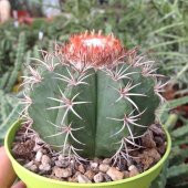 Melocactus Matanzanus Geniş Şapkalı Kafalı Kaktüs Tohumu (5 tohum) - 1