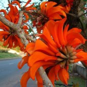 Tüplü Erythrina Caffra Mercan Ağacı Tohumu (3 Adet) - 1