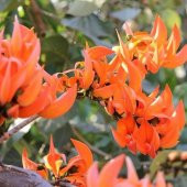 Tüplü Erythrina Caffra Mercan Ağacı Tohumu (3 Adet) - 3