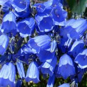 Koyu Mavi İsabella Uzun Boylu Çan Çiçeği Tohumu -100 tohum - 1
