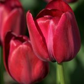 İthal İlle de France Özel Seri Kırmızı Lale Soğanı (5 Soğan) - 1